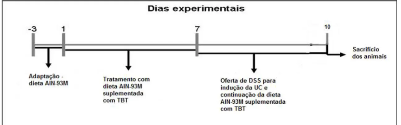 Figura 9 – Delineamento experimental com três dias de DSS 