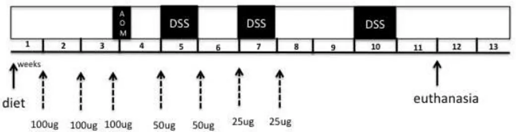 Figura 12: Modelo experimental de indução de adenocarcinoma com administração de anti- anti-LAP em diferentes time-points e doses 