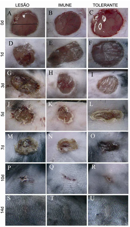 Fig  3  –  Cinética  de  fechamento  da  lesão  excisional  no  dorso  de  camundongos  C57Bl/6
