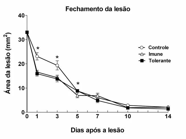 Fig 4  – Cinética de fechamento da área da lesão no dorso de camundongos C57Bl/6. 
