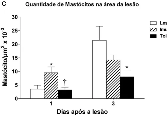 Fig. 10  – Número de mastócitos por micrômetro quadrado presentes na área da lesão. Barras 