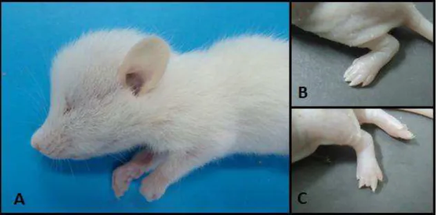 Figura 1. Malformações nos filhotes de ratas tratadas com  cafeína na dose de 100 mg. A) Rato de 21 dias de idade  com abaulamento da região fronto-nasal do crânio