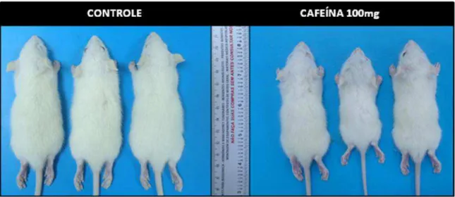 Figura  3.  Ratos  de  21  dias  de  idade,  filhotes  de  ratas  do  grupo  tratado  com  cafeína  na  dose  de  100  mg/Kg  com  tamanho inferior ao do grupo controle