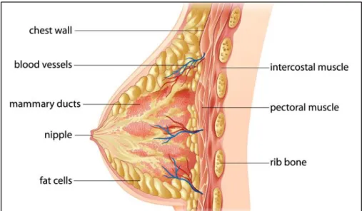 Figure  3  -  Breast  anatomy.  All  mammals  have  mammary  glands  that  produce  breast  milk  to feed  their offspring [44]