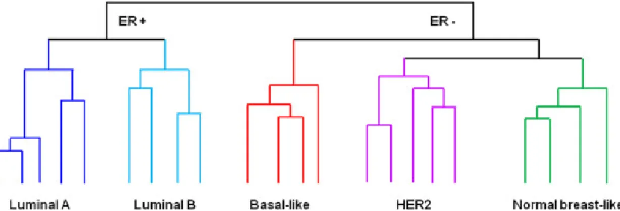 Figure 5 - Schematic illustrations of the five major clusters that represent the molecular subtypes of  BrCa based on Perou and colleagues work carried out a cDNA microarray analysis of 38 invasive  BrCa, 1  ductal carcinoma in situ, 1 fibroadenoma and 3 n