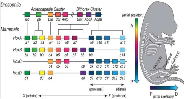Figure 6 - Localization of the Hox gene within the clusters and their expression in mouse embryos