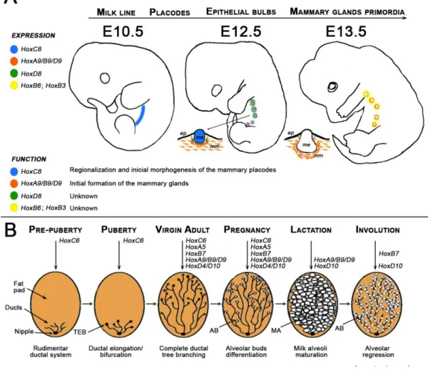 Figure 7 - Hox gene expression and function during mammary gland (MG) development in mice (in  article  submitted  [86])