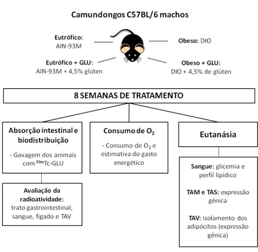 Figura 6: Desenho experimental 
