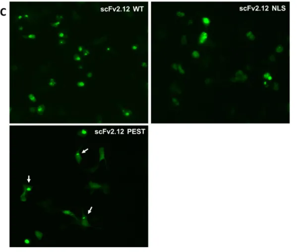 Figure 6- ZOE microscope imaging of HEK293 hERG1a cells. (A) Phase contrast image of HEK293 hERG1a stable cell  line transfected with scFv by effectene transfection kit