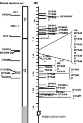 Figure 1 -Chromosomal locations for several of the commonly utilized Y-STRs (Butler, 2003) 