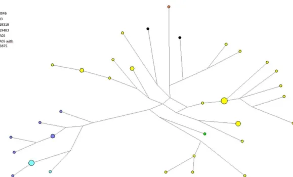 Figure 8- Network of all the Asháninka that were assigned to haplogroup Q. It is noticeable that the samples seem  to form two clusters, one where all the samples that were genotyped as Q-SA05 are aggregated, and a second where all  the samples from the re