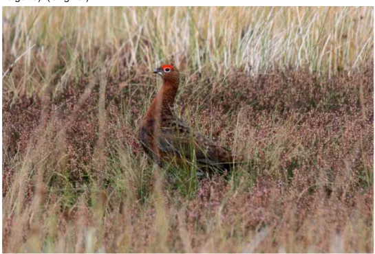 Figure  1  -  A  watchful  and  healthy  Red  Grouse  surrounded  by  heather  (Calluna  vulgaris)