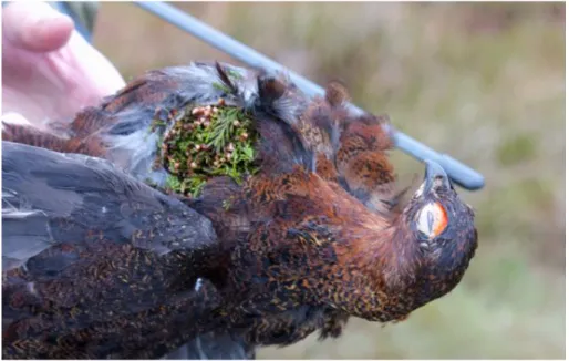 Figure 4 - Dead Red Grouse, found during radio tracking procedure. Notice  the  big  amount  of  heather  present  in  its  ruptured  crop