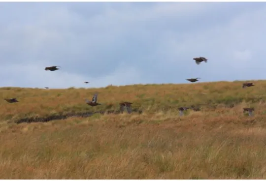 Figure 7 – A covey of Red Grouse flying during driven shooting. (Original)