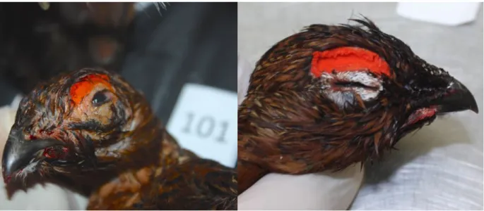 Figure 13 - On left can be observed a dead Red Grouse with respiratory cryptosporidiosis clinical signs  while on right a apparently healthy bird