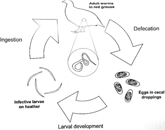 Figure 14 – Life cycle of Trichostrongylus tenuis affecting Red Grouse, parasites  are not drawn to scale