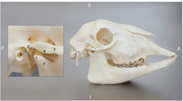 Figure 2. Right view of a sheep skull used in the present study. (1) Processus condylaris, (2) fossa  mandibularis, (3) arcus zygomaticus, (4) eminentia articularis, (5) external meatus acusticus, (6)  processus mastoideus, (7) collum mandibulae
