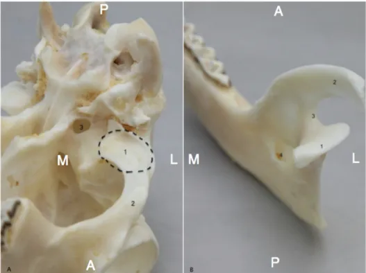 Figure 3. Articular surfaces of the temporomandibular joint (TMJ). A. Superior articular surface: (1)  fossa mandibularis, (2) arcus zygomaticus, (3) foramen ovale