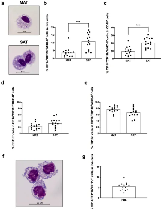 Figure 2.  Macrophages in adipose tissue. (a) Representative May-Grünwald-Giemsa staining of sorted  CD14 + CD11b + MHC-II + CD45 +  cells is shown for mesenteric and subcutaneous bovine adipose tissue (MAT  and SAT, respectively)