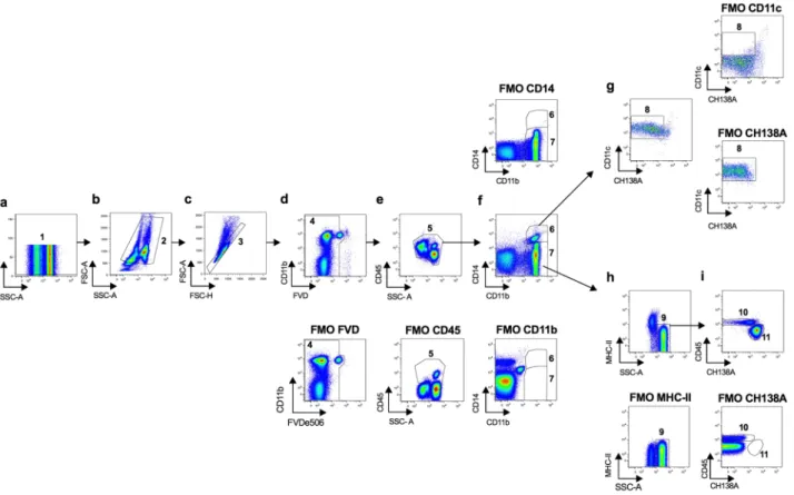 Figure 3.  Flow cytometry gating strategy used to define cell populations from bovine peripheral blood