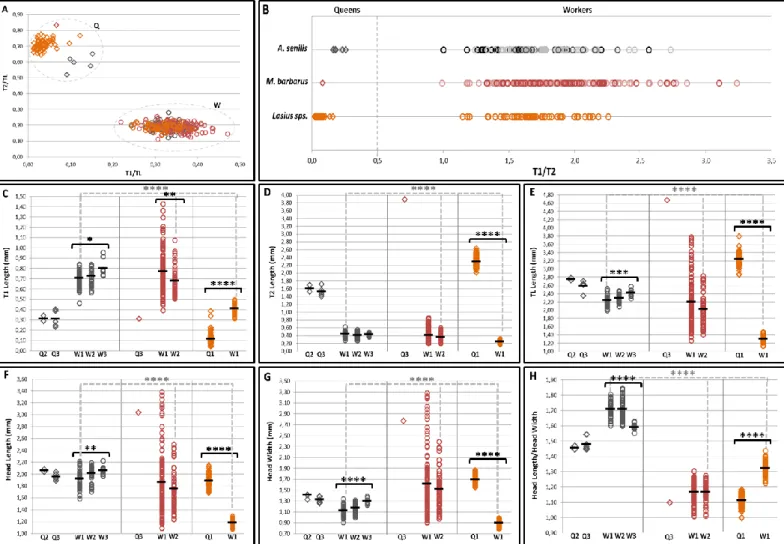 Fig. 1 – Morphological differences between species, castes, colonies and individuals.  A) Comparison between first (T1) and  second (T2) thoracic segment proportions relative to total thorax length (TL), each colour represents species and different  symbol