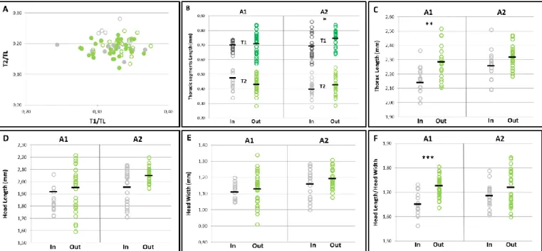 Fig. 2 – Morphological differences between workers found in versus outside of nest. A) Comparison between first (T1) and  second  (T2)  thoracic  segment  proportions  relative  to  total  thorax  length  (TL),  each  colour  represents  individuals’ 