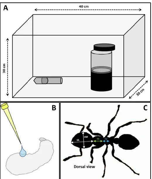 Fig. S1 – Illustrative schemes of experimental design.  A) Scheme of artificial habitat conditions for our  laboratory  maintained  colonies;  B)  Representation  of  hormonal  treatments  application  directly  on  larvae cuticle;  C) Adult traits measure