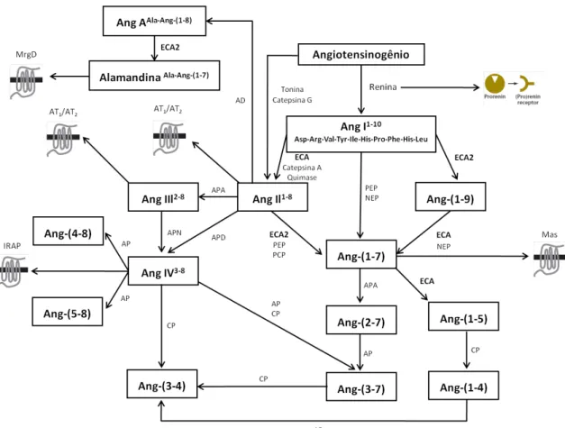 Figura  1  –  Esquema  simplificado  do  sistema  renina-angiotensina.  Ang: 