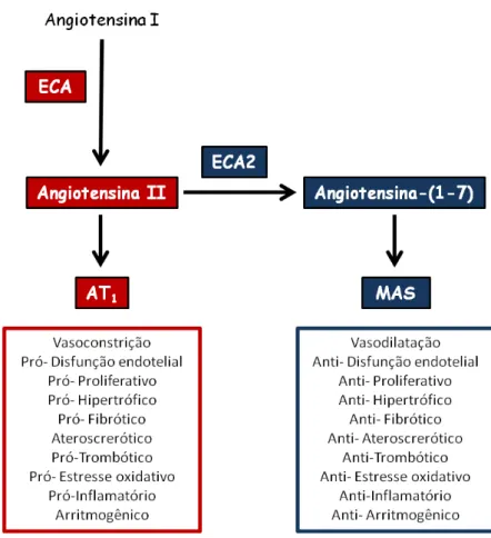 Figura  2  –  Eixos  do  sistema  renina-angiotensina.  ECA:  enzima  conversora  de 