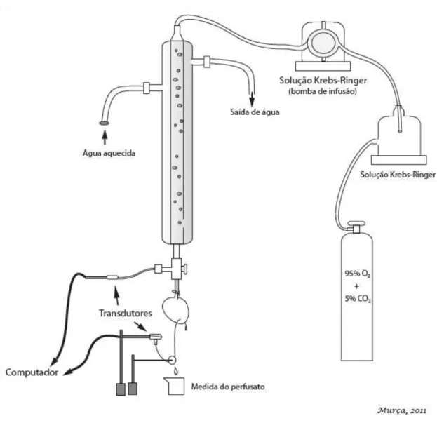 Figura  3  –  Esquema  ilustrativo  do  sistema  de  perfusão  de  coração  isolado  (Langendorff) com fluxo constante