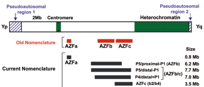 Figure 1 – Illustration of the Y chromosome in humans and the regions involved in fertility and infertility