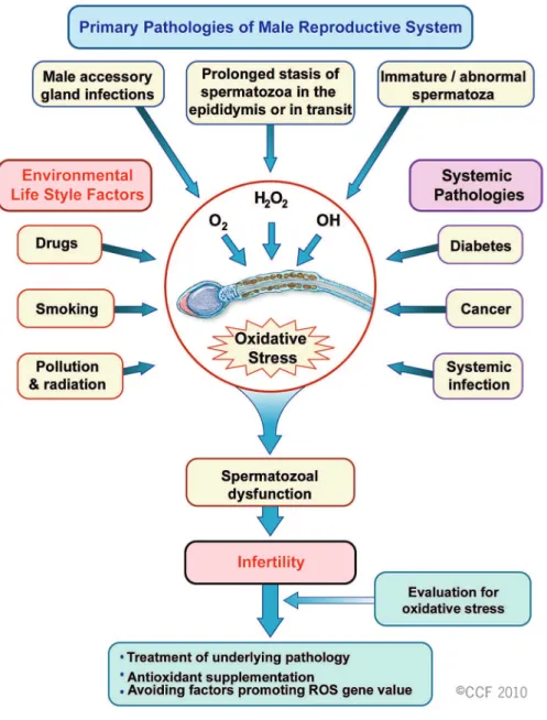 Figure 2 – Relationship of the primary pathologies of the male reproductive system, oxidative stress and infertility