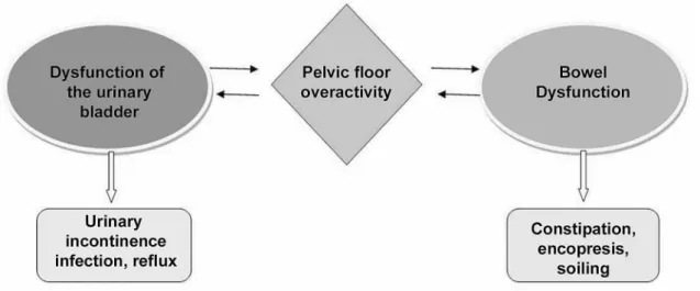 Figure 1 – Overactivity of pelvic loor muscles following bladder and bowel dysfunction*