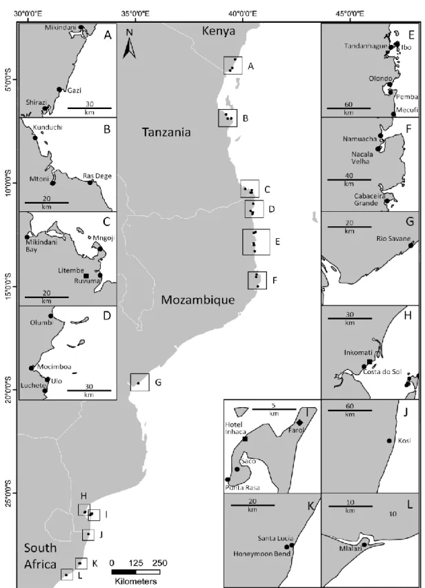 Figure 1 – Sampling locations for C. decollata in the east African coast. Areas: A – Mikindani (Mi), Gazi (G), Shirazi  (Sh); B – Kunduchi (K), Mtoni Kijichi (MK), Ras Dege (RD); C – Mikindani Bay (MiB), Mngoji (Mn), Litembe Pwani (LP),  Ruvuma estuary (RE