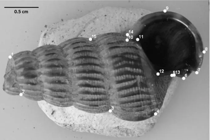 Figure 2 – Cerithidea decollata. Position of the 15 landmarks on the shell. 