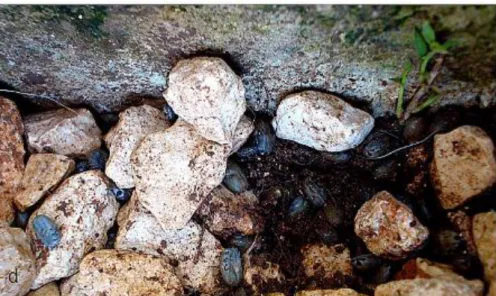 Fig. 11:  Seasonality of R. sanguineus: R. sanguineus engorged females’ crawling in between rocks [35]
