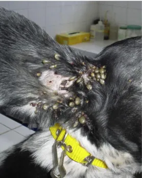 Fig. 12: Tick infection: A female adult dog highly parasitized by R. sanguineus  [46]