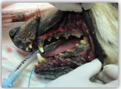 Figura 2. Doença periodontal em canídeo de raça indeterminada e porte médio.  