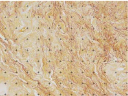 Figure 1 - Quantifi cation of elastic fi bers: The quantifi cation was obtained using the M42 Test system