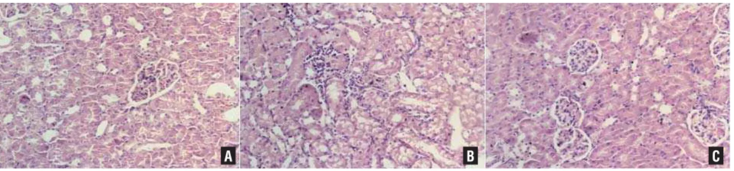 Figure 1 - The results for the histological examination. A) Control; B) IR pathology; C) IP.