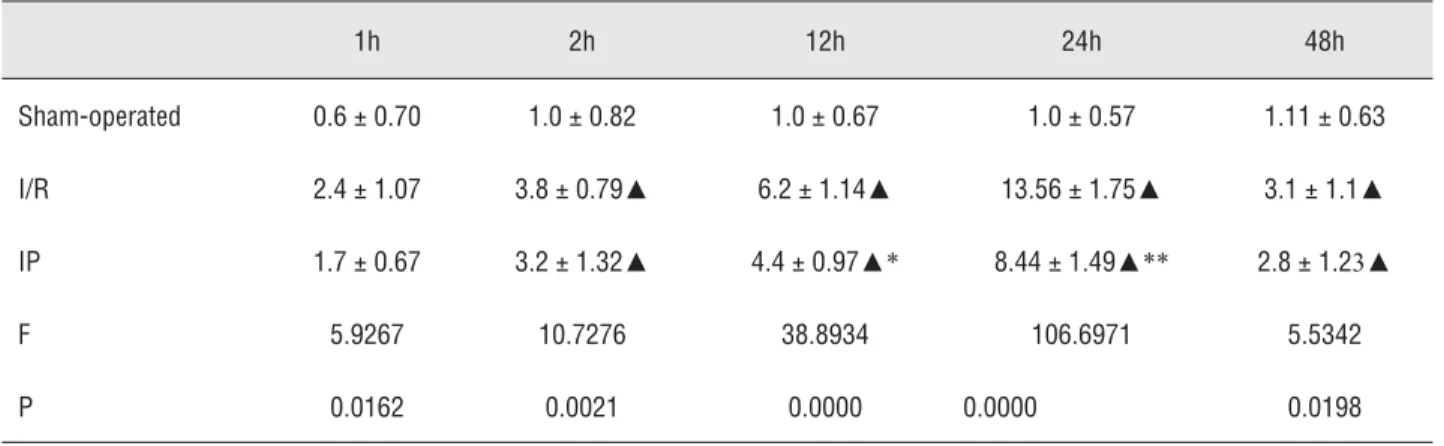 Table 3 - Effects of ischemic preconditioning on the expression of E-Selectin in rat kidney (positive cell number/HP).