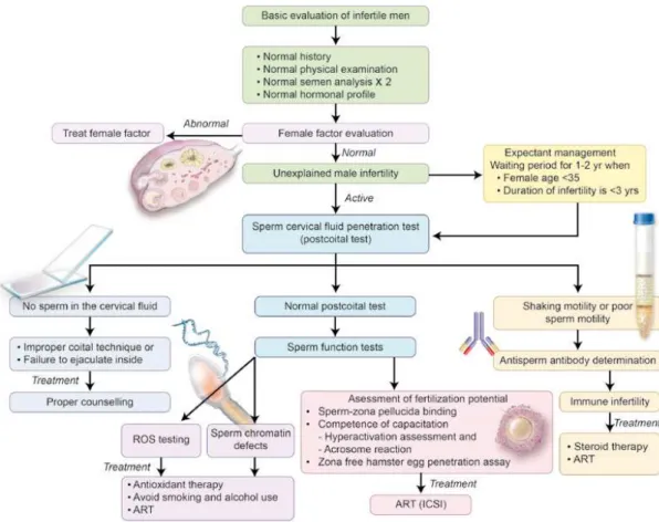Figure 1 - A proposed algorithm for the clinical management of men with unexplained male infertility.