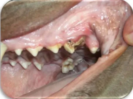 Figura  7.  Canídeo  com  cárie  que  desencadeou  abcesso  periapical  no  quarto pré-molar superior (HAS)