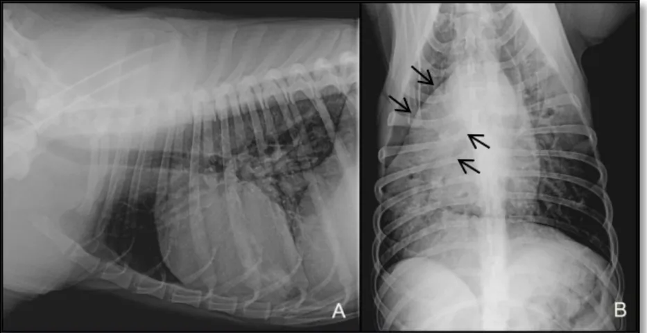 Figura 13 – Imagem radiológica torácica em canídeo. A: padrão alveolar, em projeção latero-lateral; 