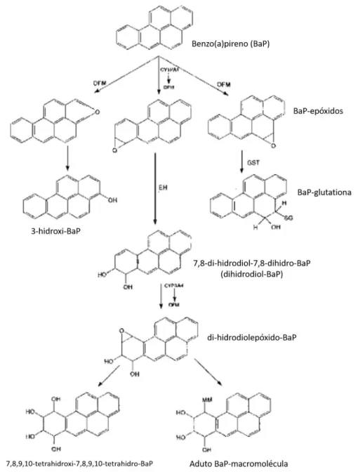 Figura 4 – Representação esquemática simplificada do metabolismo de benzo(a)pireno no organismo humano