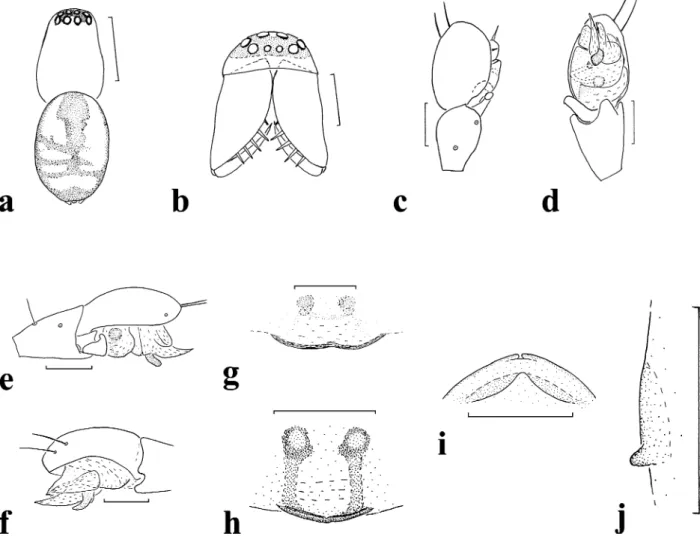 Figure 10 Acorigone zebraneus Wunderlich sp. nov.; Male: Figs (a, c–f), Female: Figs (b, g–j); (a) dorsal aspect of the body; (b) anterior aspect of the prosoma; (c–f) r