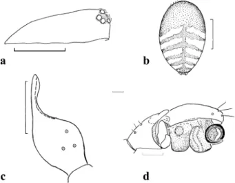 Figure 13 Walckenaeria grandis (Wunderlich, 1992), Male: (a) prosoma, lateral aspect; (b) opisthosoma, dorsal aspect;
