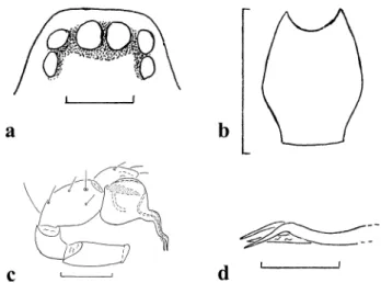Figure 2 Orchestina furcillata Wunderlich sp. nov., Male; (a) anterior part of the prosoma with eyes; (b) labium, ventral aspect (hairs are not drawn); (c) r