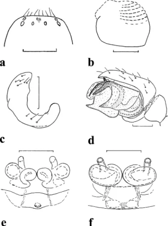 Figure 3 Porrhomma borgesi Wunderlich sp. nov., Male: (a) position of the eyes; (b) r