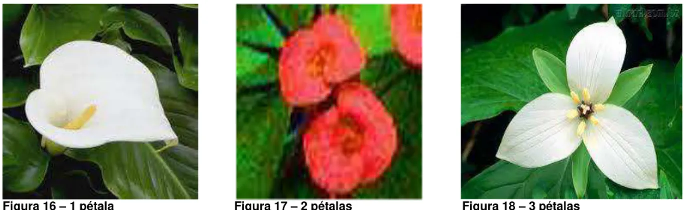 Figura 16  – 1 pétala                                    Figura 17 – 2 pétalas                                 Figura 18 – 3 pétalas  Fonte: http://www.mcs.surrey.ac.uk/Personal/R.Knott/Fibonacci/fib.html 